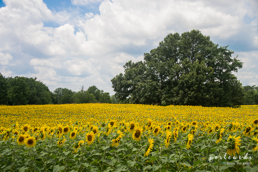 Dreamy Sunflower Field at Knoxville's Forks of the River Wildlife