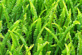 close-up of ferns