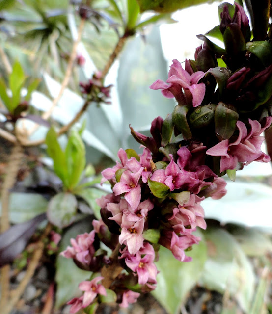 danger garden Daphne x houtteana, this can't possibly be normal