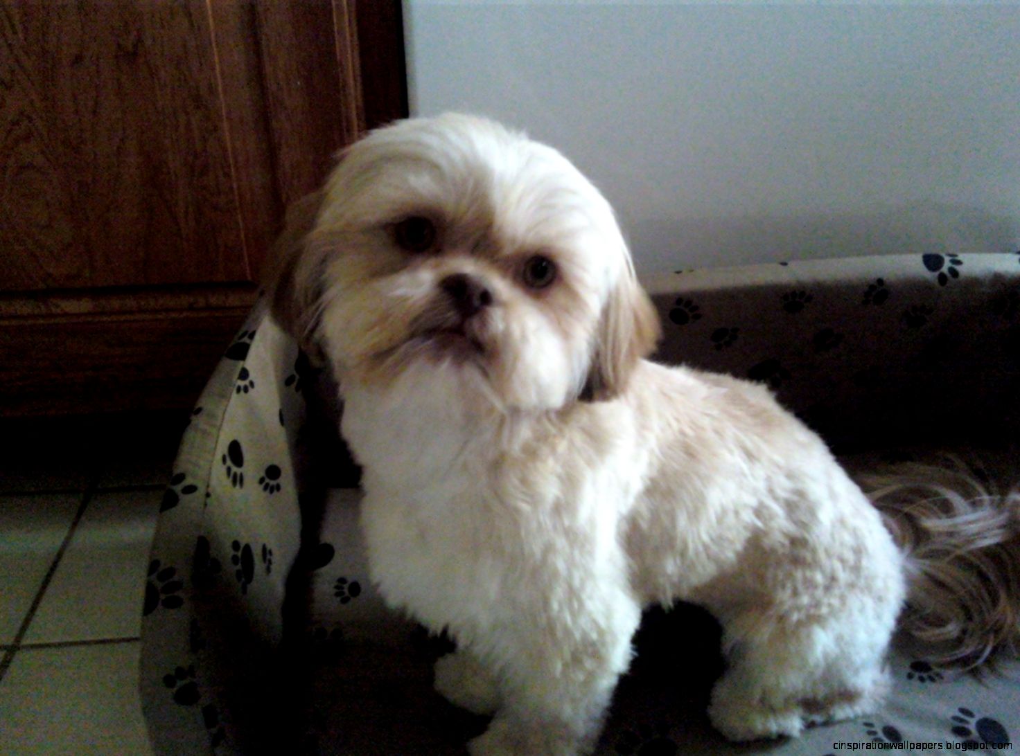 Small Dogs Shih Tzu