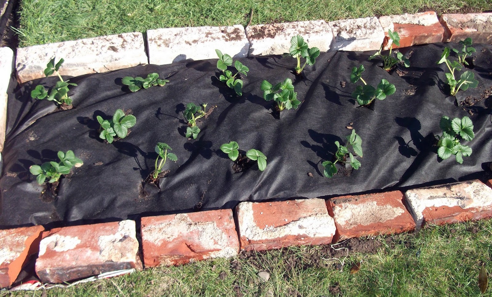 Made with my two hands A new strawberry bed