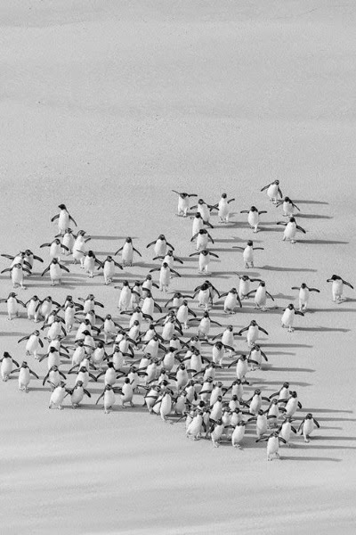 groupe de pingouins sur la neige
