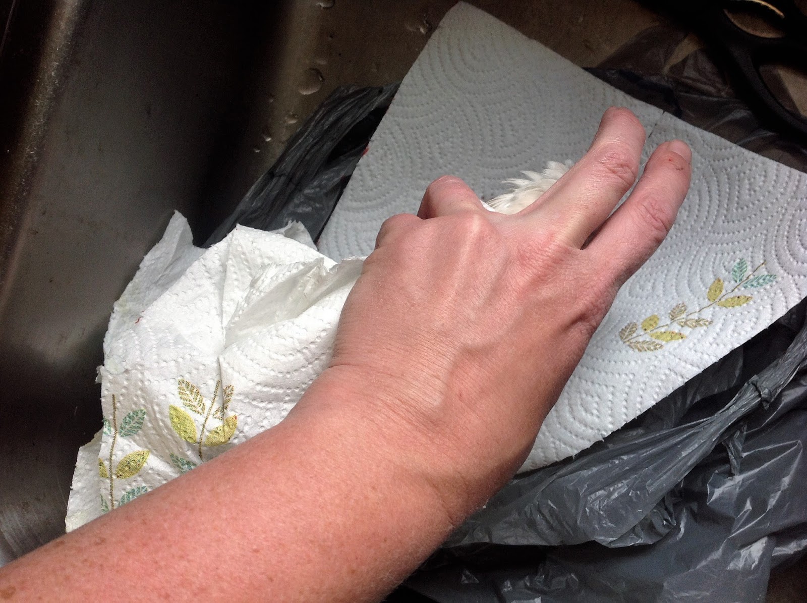 Cottontail Farm Quail harvest butchering, results, costs & process