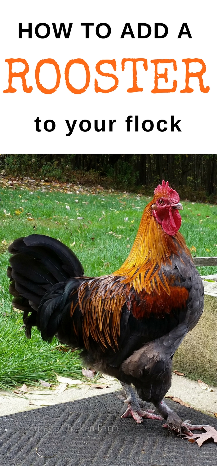 How to add a rooster to the flock Murano Chicken Farm