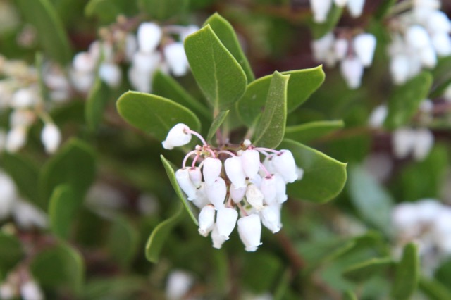 CA Native Garden: Manzanita Flowers