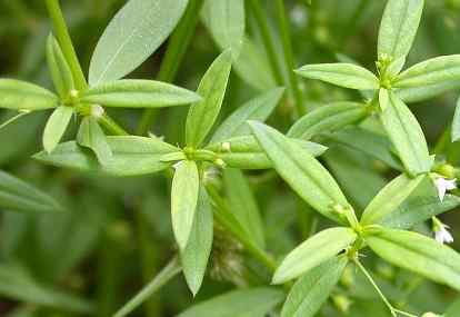 Tradisional Sehat: Khasiat Rumput Mutiara