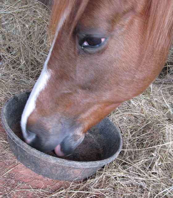 Peevish Pen Horse Pill HowTo