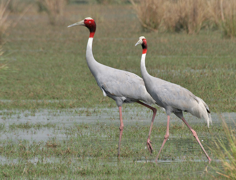 Crane birds History and definition of Crane birds