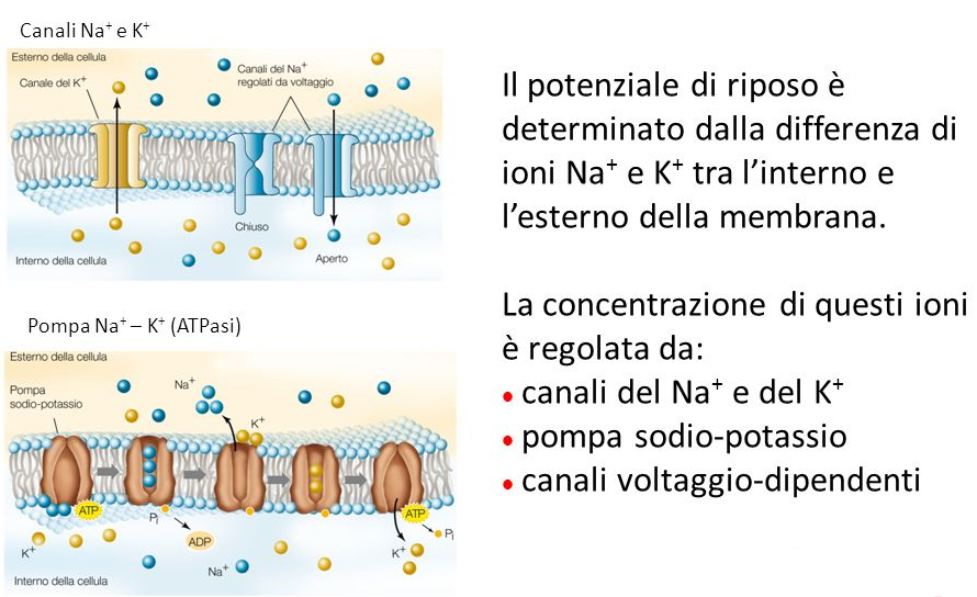 KMG SPRINT A BASE DI MAGNESIO E POTASSIO PER MANTENERE IL CORRETTO EQUILIBRIO IDROSALINO DELL KMG SPRINT A BASE DI MAGNESIO E POTASSIO PER MANTENERE IL CORRETTO EQUILIBRIO IDROSALINO DELL