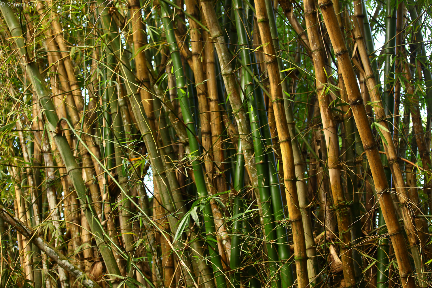 Anasazi Racing bamboo forest / trinidad