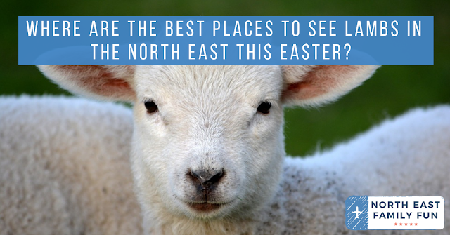 Where are the best places to see lambs in the North East this Easter?