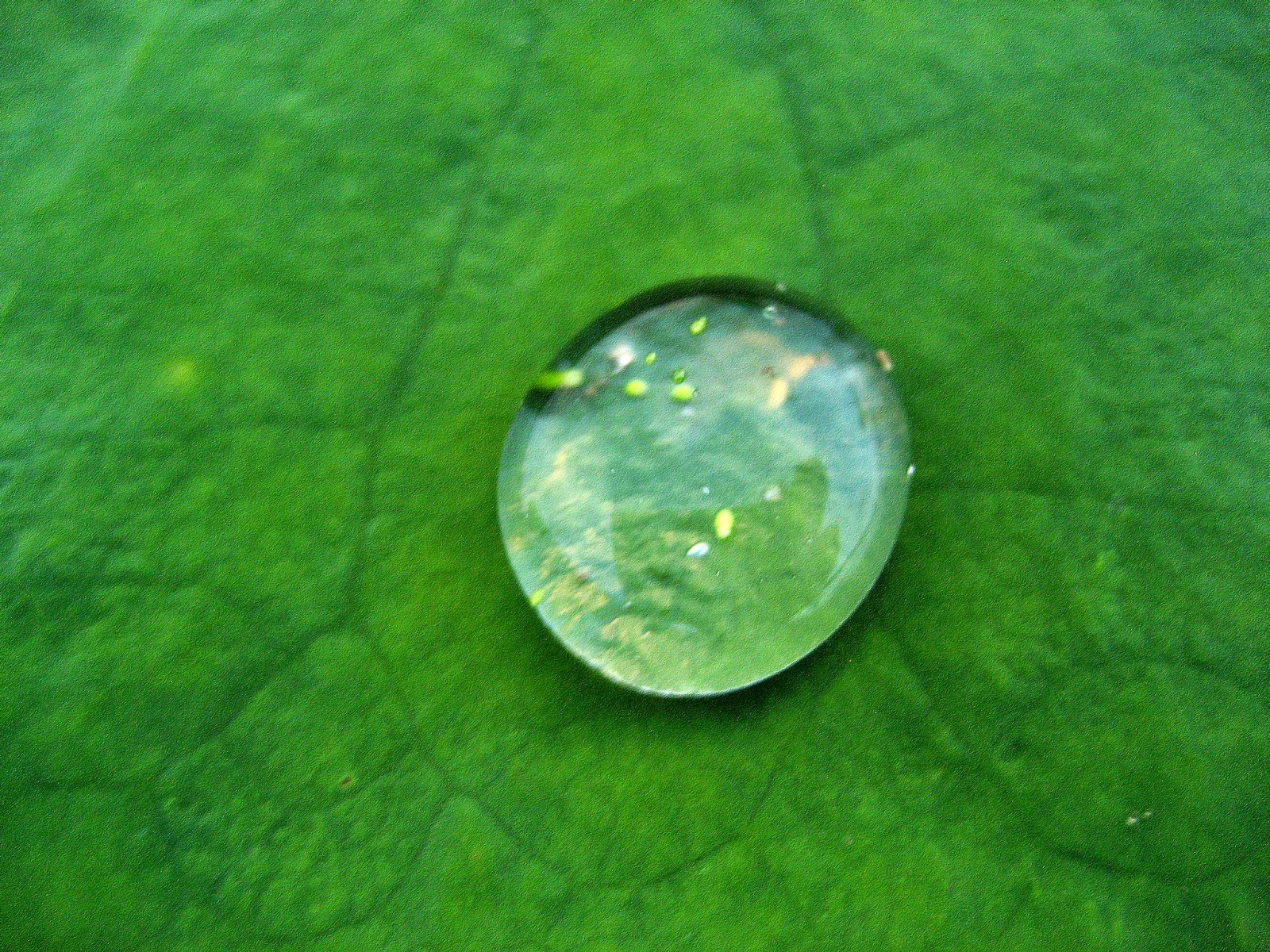 Living Rootless Louisiana Lake Martin, Late Summer, 1