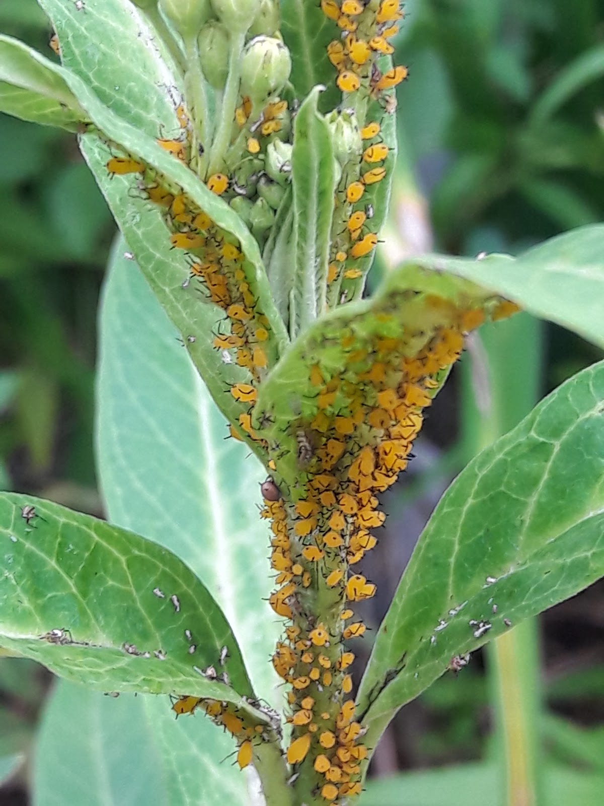 oleander aphids milkweed yellow butterfly weed plant