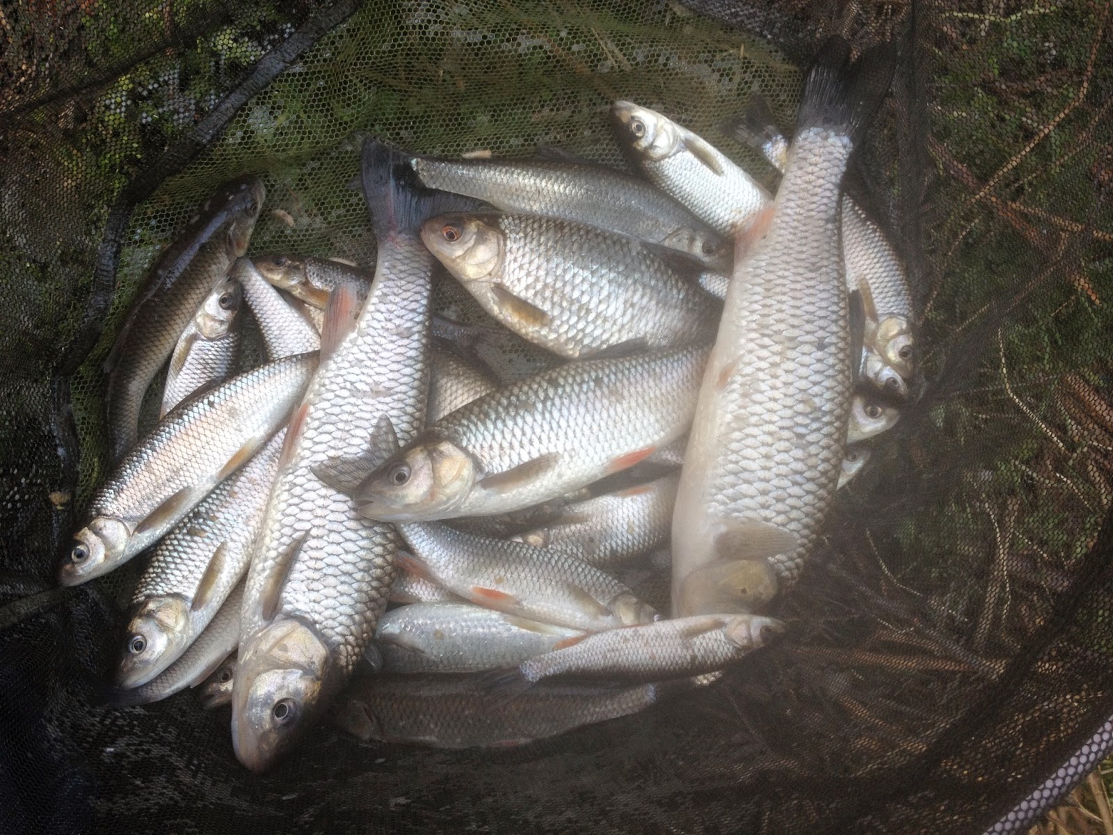 Danny's Angling Blog Stick Float Fishing River Dane Chub