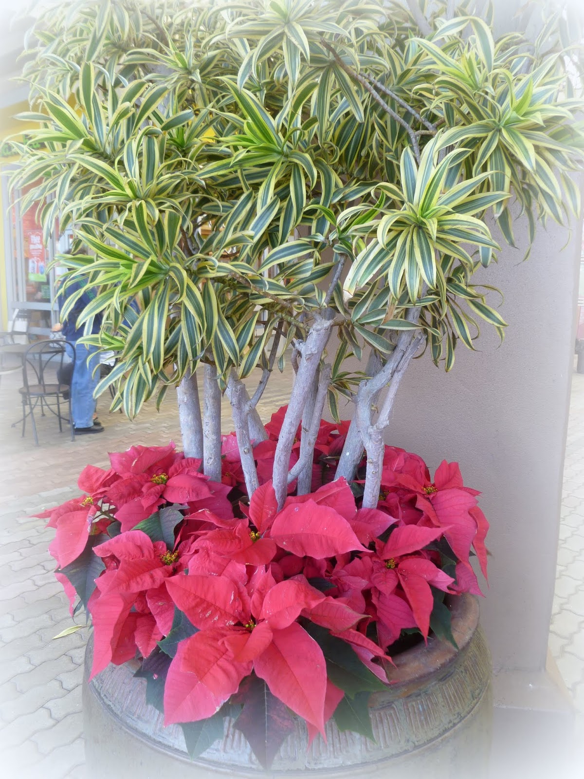 Maui Jungalow Holiday Landscaping and Garlands