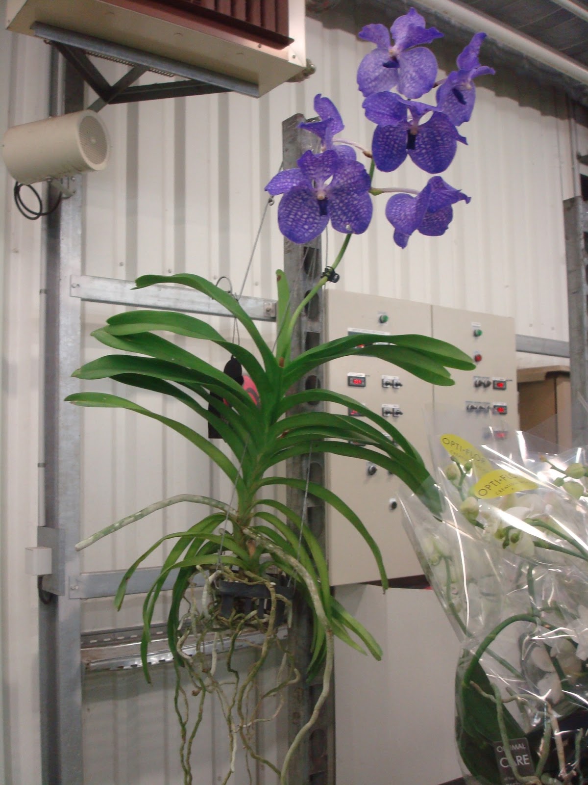 Орхидея Ванда купить в интернет-магазине