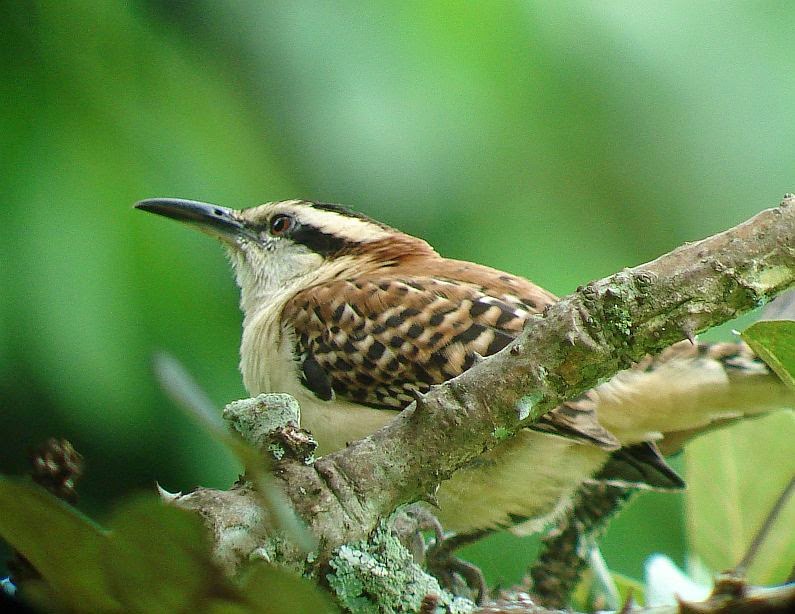 Bellas Aves de El Salvador: Campylorhynchus rufinucha (guacalchía ...