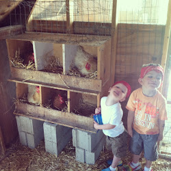 chicken inside coop does chickens