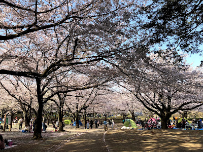 子供と無料で遊べるお出かけスポット探し！「平塚総合公園」が春も夏も 