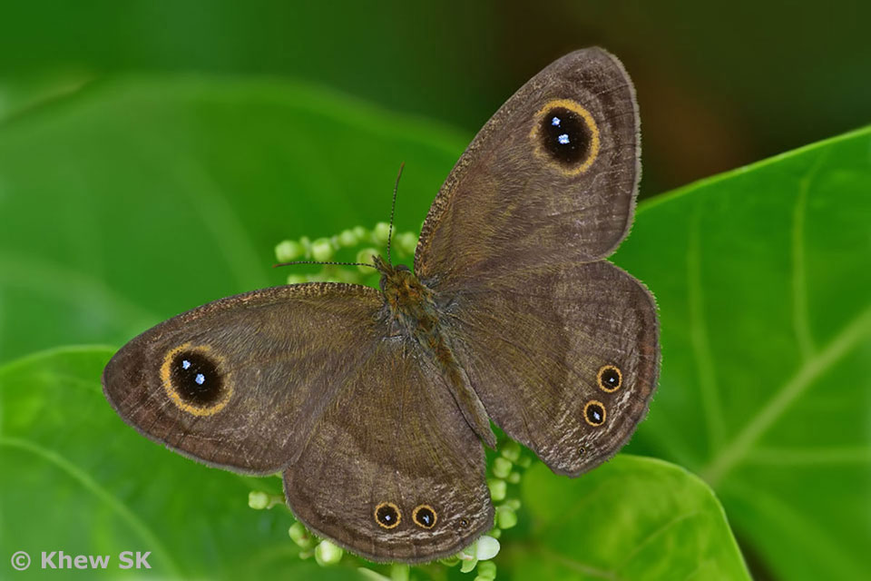 Butterflies of Singapore: Butterfly Photography at Our Local Parks ...