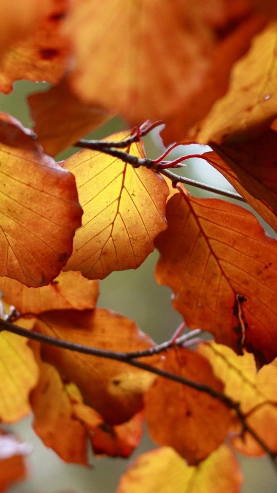 Autumn Orange Leaves Macro  Galaxy Note HD Wallpaper