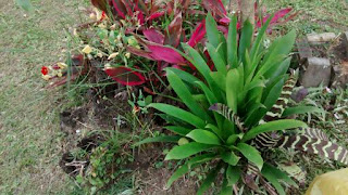 Estudos sérios mostram que a água acumulada, nesse caso, é inofensiva. Mais: as bromélias são aliadas nessa guerra.