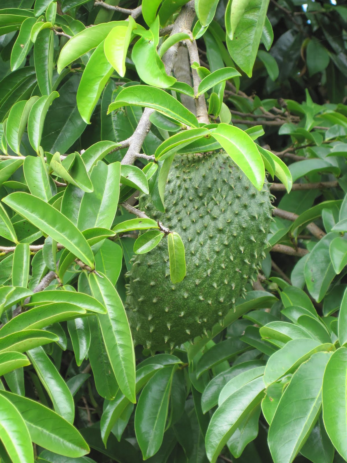 Natural Remedies For Health Benefits of Soursop Leaves and Soursop