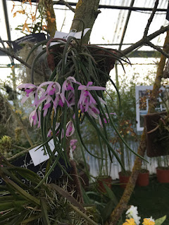 , Mostre primaverili: Horti di Veio e Monteporzio catone 2017, diarid'orchidee