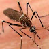 BAHIA / RIACHÃO DO JACUÍPE: Cidade tem 7 casos de Chikungunya