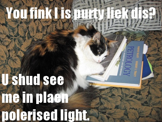 Image is a calico cat sleeping on petrology textbooks. Caption says, 