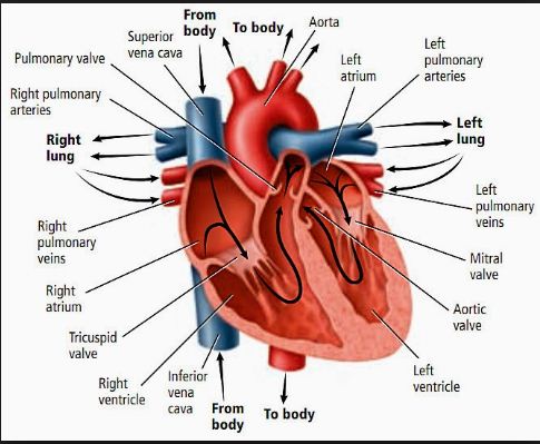 Pada sistem peredaran darah tertutup jantung memompa darah secara terus menerus sehingga tekanan dar