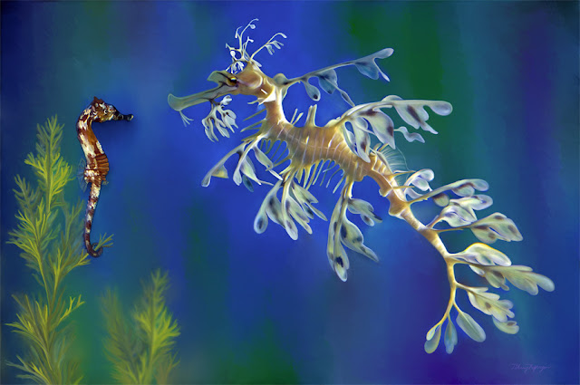 Leafy Sea Dragon (Phycodurus eques)