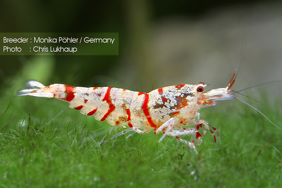 Tips Memilihara & Merawat Udang Hias Untuk Pemula! AquaAma Tips Memilihara & Merawat Udang Hias Untuk Pemula! AquaAma