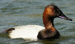 birds canvasback seeing pond caution butler bird duck dead