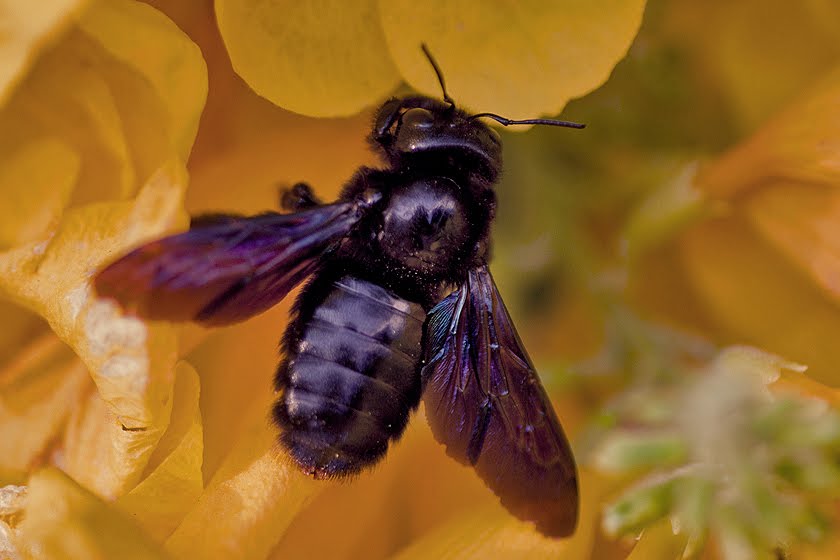 Mint Attracting Insects at Home Focusing on Wildlife