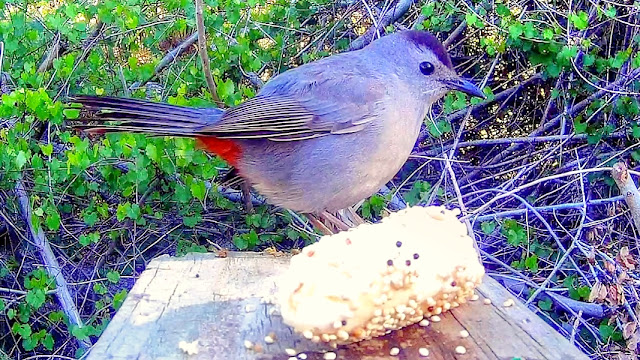 Catbird Sings - Bananas Are "The Cat's Meow"