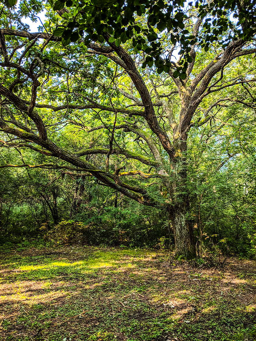 Hiking Morton Forest County Park