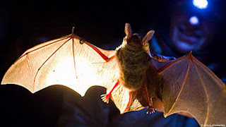 Interpretation of seeing bats in a dream