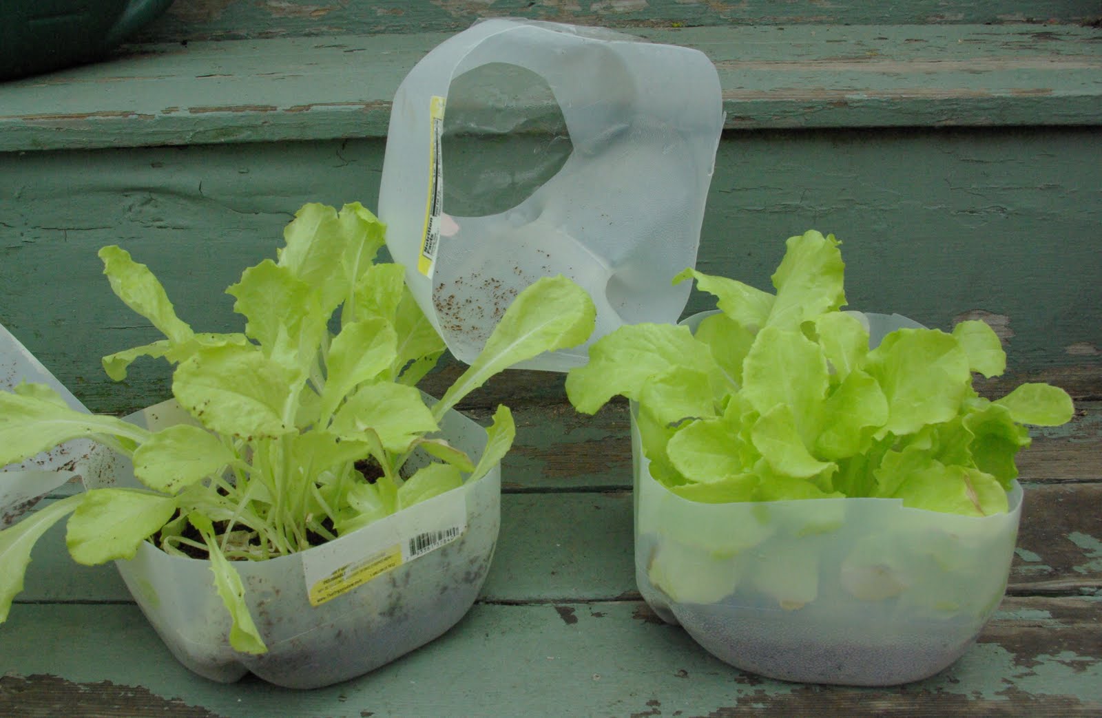 The Holdfast Seeker First milk jug greenhouse salad of the year