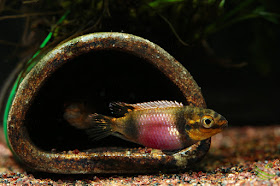 Pelvicachromis subocellatus "Moanda" F1