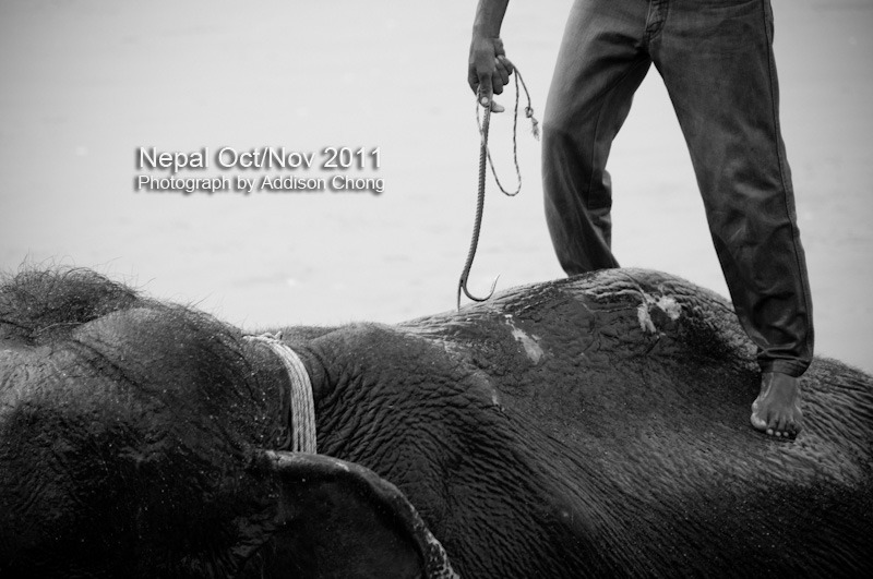 Chitwan Elephant Bathing