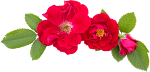 Flower_25.png