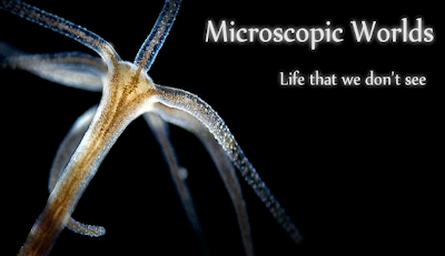 microscopicworlds.png