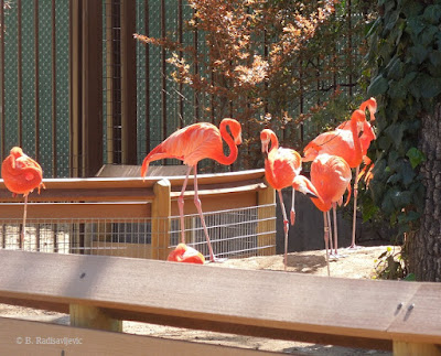 Flamingos at Charles Paddock Zoo, Atascadero, © B. Radisavljevic