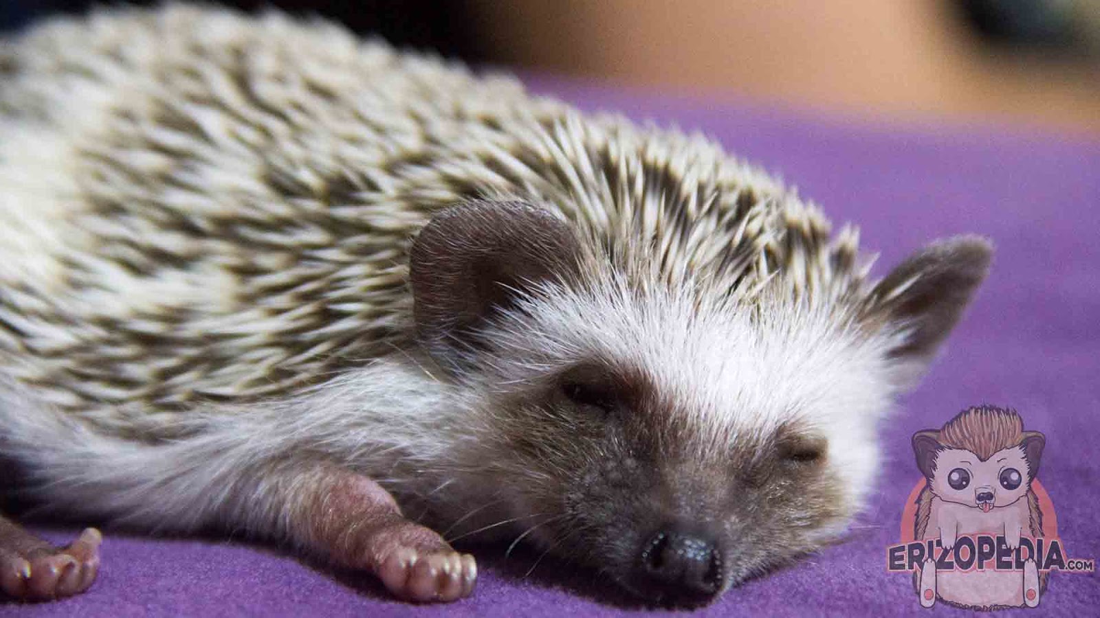 Guardia Térmico Contemporáneo 14 Consejos para domesticar a tu erizo de tierra