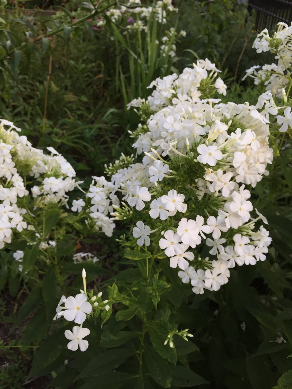 Limelight Hydrangeas In Bloom
