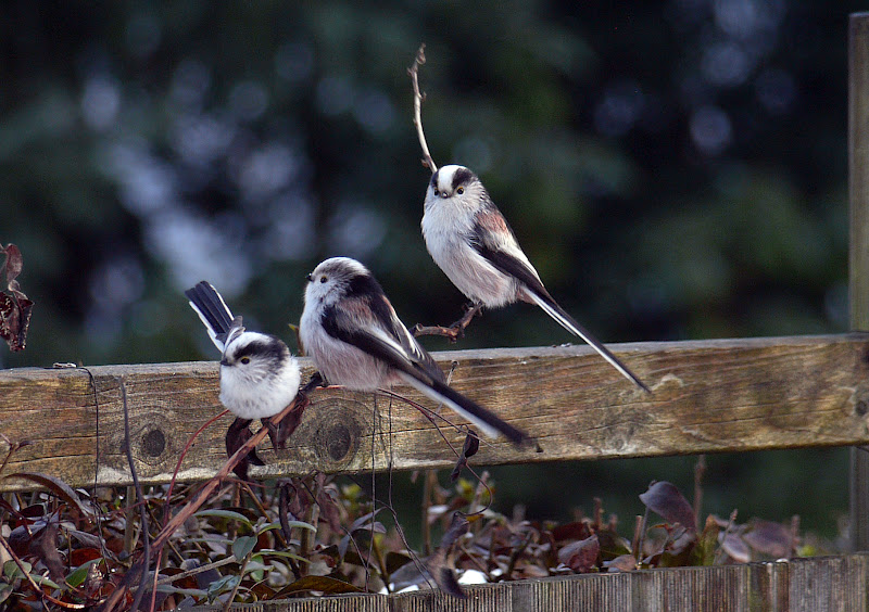 Garten Bilder Meisen