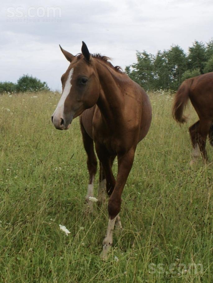 animal-husbandry-agricultural-animals-horses-donkeys-other-1-21135272.800.jpg