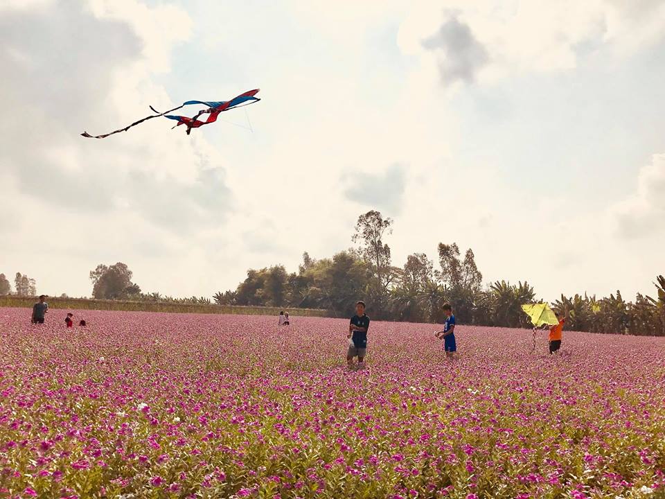 Điêu đứng tâm can trước vẻ đẹp cánh đồng hoa dừa cạn An Giang