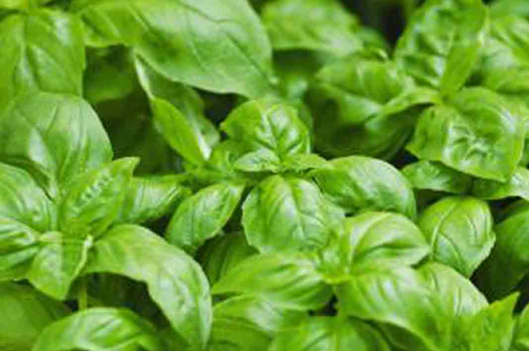 Say NO To BODY ODOR By Get Benefits Of Basil Leaves Mrsmps